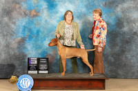Vizsla #7 Sun WD Judge Edmund Dziuk