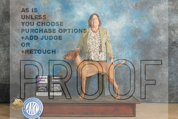Vizsla #7 Sun WD Judge Edmund Dziuk_JP_0686_CCKC2023_HR3