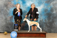 Whippet #24 Sun BOW Judge Pamela J Rhyer-Hirko