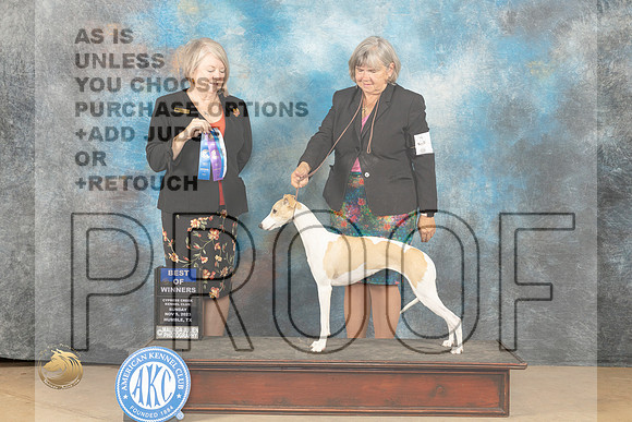 Whippet #24 Sun BOW Judge Pamela J Rhyer-Hirko_JP_0872_CCKC2023_HR3