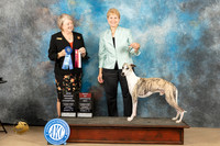 Whippet #7 Sun BOS nbgch Judge Pamela J Rychner Hirko