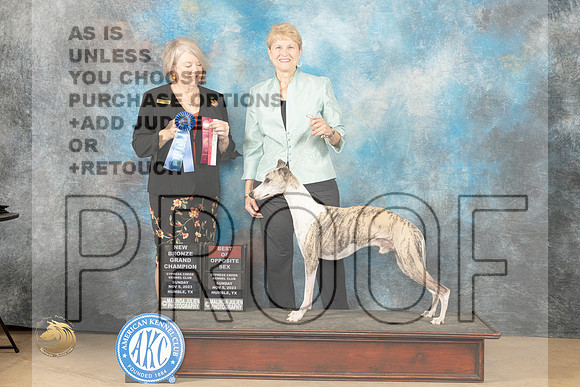Whippet #7 Sun BOS nbgch Judge Pamela J Rychner Hirko_JP_0807_CCKC2023_HR3
