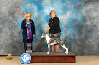 Whippet #8 Sun RBIS Judge Diane Kroll