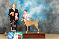 Whippet #J7 Sun BJr Judge Sammy Hirko
