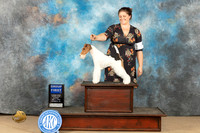 Wire Haired Fox Terrier #5 Sun G1 Judge Nancy Lovelady