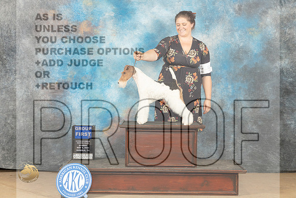 Wire Haired Fox Terrier #5 Sun G1 Judge Nancy Lovelady_JP_0905_CCKC2023_HR3