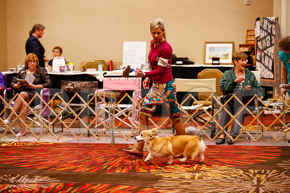 _JJ_9288-HstnCorgiFeb2015-HR3