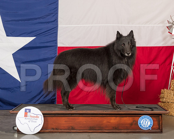 Belgian Sheepdog Sun David Wilkins-SSR_1259-HR3