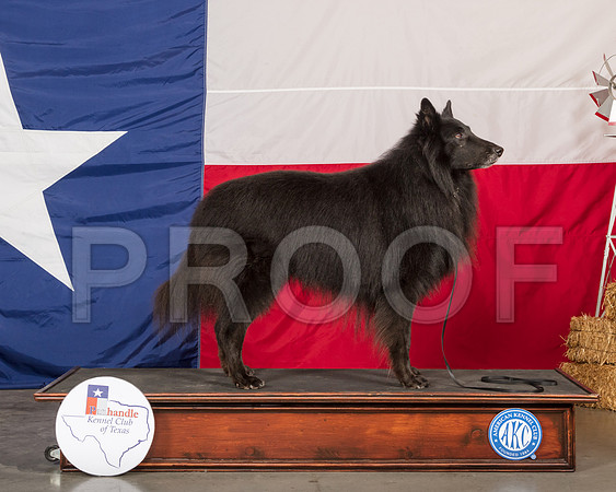Belgian Sheepdog Sun David Wilkins-SSR_1261-HR3