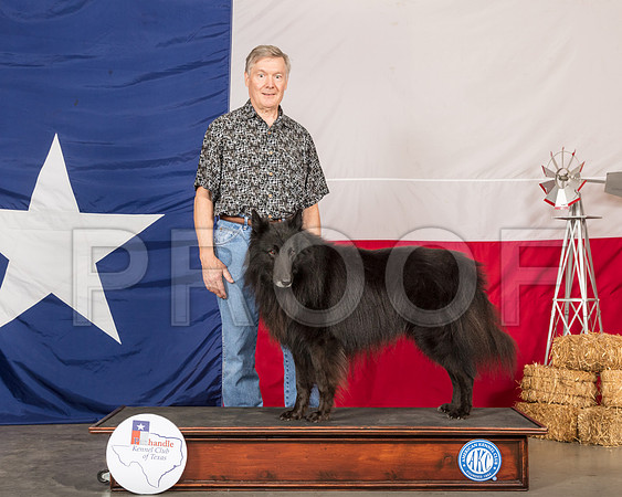 Belgian Sheepdog Sun David Wilkins-SSR_1266-HR3