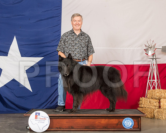 Belgian Sheepdog Sun David Wilkins-SSR_1272-HR3