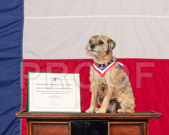 Border Terrier #O54 Sun-SSR_1252-HR3