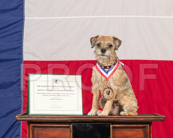 Border Terrier #O54 Sun-SSR_1254-HR3