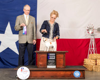 Chihuahua #8 Sun WB Judge Allen Odom