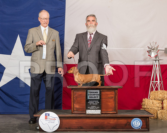 Dachshund #20 Sun SB NGrCh Judge Allen Odom-SSR_1162-HR3