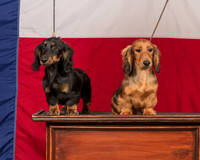Dachshund Longhaired Sun Judy Cline
