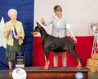 Doberman Pinscher #17 Sun BOW Judge Paula Hartinger