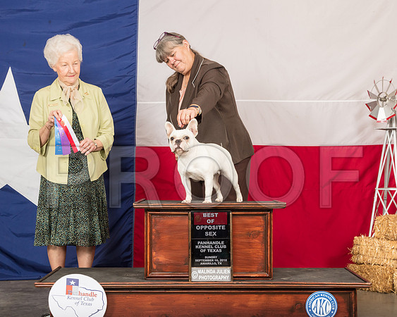 French Bulldog #10 Sun BOS Judge Paula Hartinger-SSR_1289-HR3