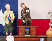 French Bulldog #15 Sun BOB Judge Paula Hartinger