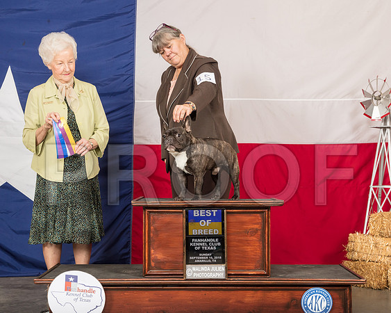 French Bulldog #15 Sun BOB Judge Paula Hartinger-SSR_1284-HR3