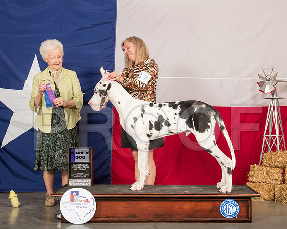 Great Dane #17 Sun WD Judge Paula Hartinger-SSR_1190-HR3