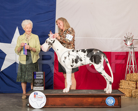 Great Dane #17 Sun WD Judge Paula Hartinger-SSR_1191-HR3
