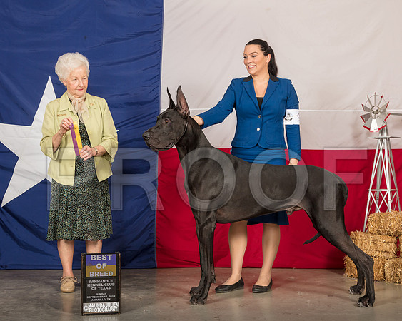 Great Dane #23 Sun WD Judge Paula Hartinger-SSR_1183-HR3