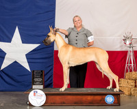 Great Dane #8 Sat OHG1 RESHOOT
