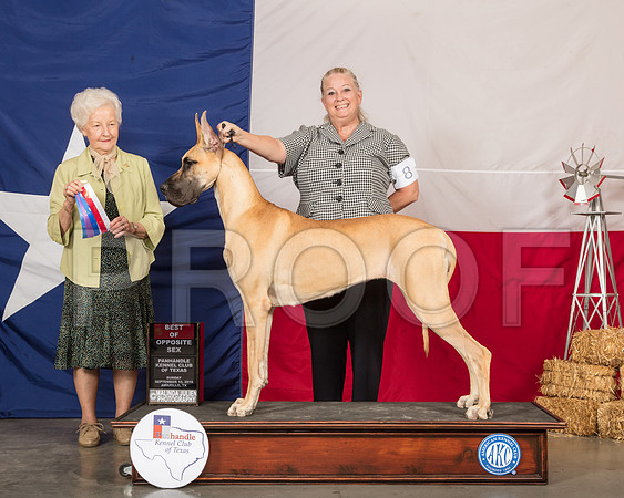 Great Dane #8 Sun BOS Judge Paula Hartinger-SSR_1185-HR3