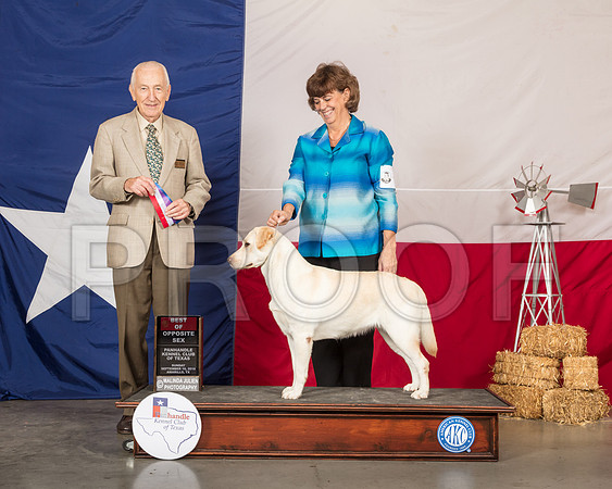 Labrador Retriever #6 BOS Sun Judge Roger Hartinger-SSR_1229-HR3