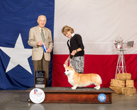 Pembroke Welsh Corgi #9 Sun BOW NCh Judge Roger Hartinger