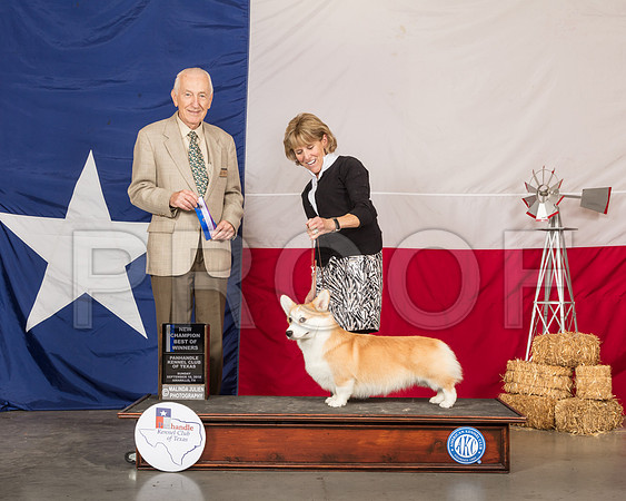 Pembroke Welsh Corgi #9 Sun BOW NCh Judge Roger Hartinger-SSR_1226-HR3