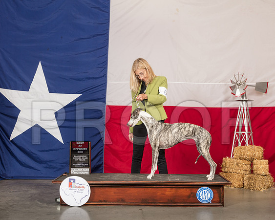 Whippet #6 Sun BOS-SSR_1206-HR3