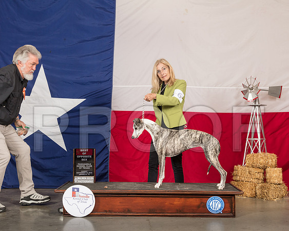 Whippet #6 Sun BOS-SSR_1207-HR3