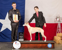 Whippet #J500 Sun Best Jr