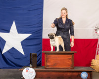 Pug #5 Sun Fri BIS RESHOOT
