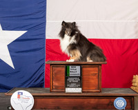 Shetland Sheepdog #R026 Sun Rally Int New Title