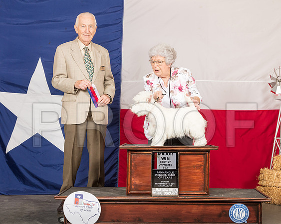 West Highland White Terrier #18 Sun BOS Maj Judge Robert Hartinger-SSR_1359-HR3