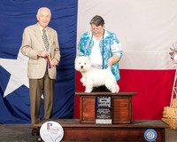 West Highland White Terrier #5 Sun BOB Maj Judge Roger Hartinger