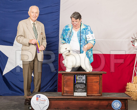 West Highland White Terrier #5 Sun BOB Maj Judge Roger Hartinger-SSR_1347-HR3