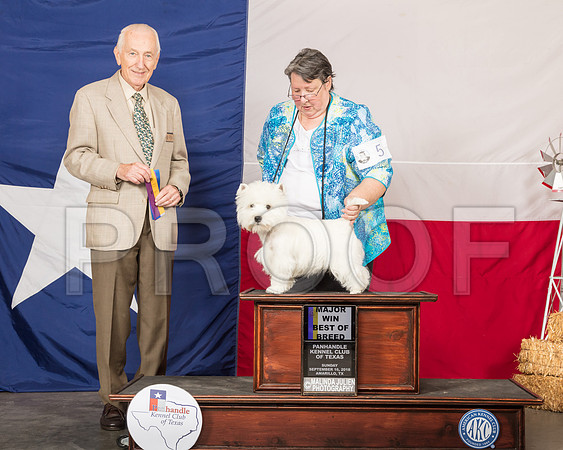 West Highland White Terrier #5 Sun BOB Maj Judge Roger Hartinger-SSR_1350-HR3