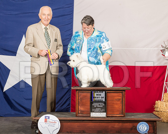 West Highland White Terrier #5 Sun BOB Maj Judge Roger Hartinger-SSR_1354-HR3
