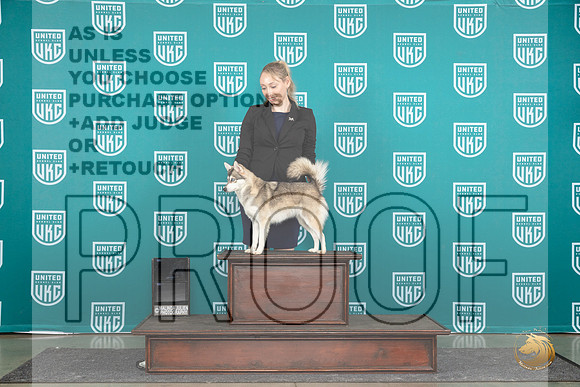 Alaskan Klee Kai #123 See note__JP_1151_Premier_2024_HR3