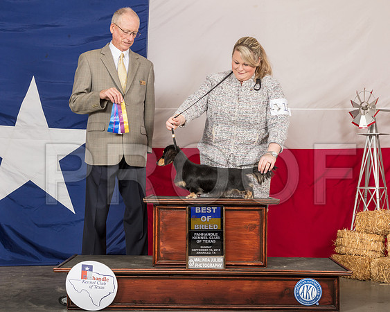 Dachshund Longhaired #12 Sun BOB Judge Allen Odom-SSR_1305-HR3