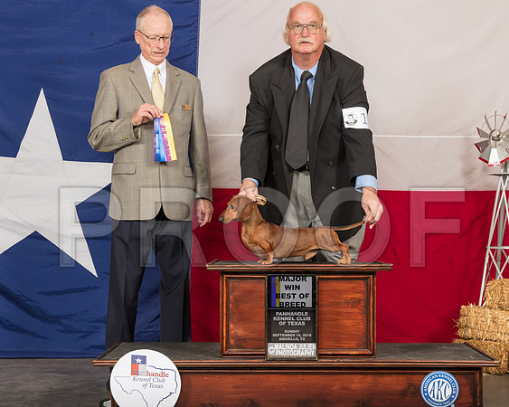 Dachshund Smooth #15 Sun BOB Maj Judge Allen Odom-SSR_1166-HR3