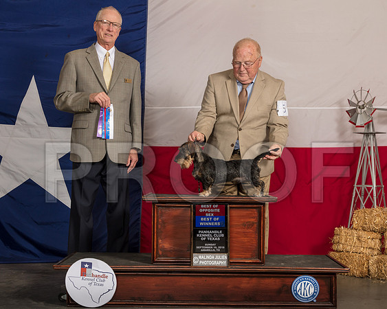 Dachshund Wire #5 Sun BOS BOW Judge Allen Odom-SSR_1299-HR3