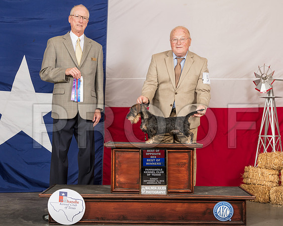 Dachshund Wire #5 Sun BOS BOW Judge Allen Odom-SSR_1301-HR3