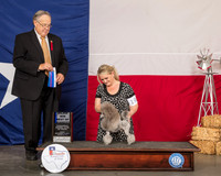 Poodle Toy #19 BOW WD Maj Judge John Wade