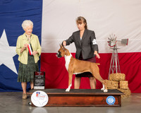 Boxer #8 Sun BOS Judge Paula Hartinger
