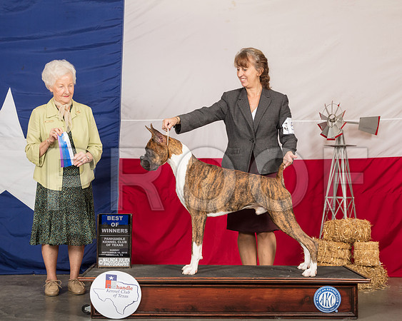 Boxer #5 Sun BOW Judge Paula Hartinger-SSR_1411-HR3